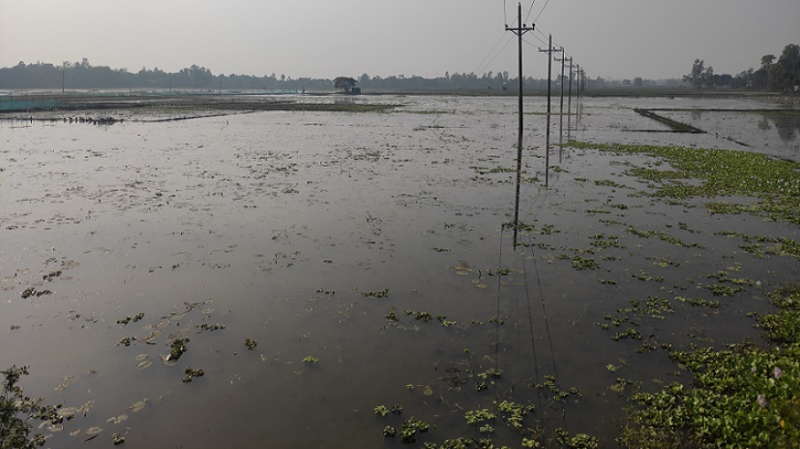 যে কারণে টাঙ্গাইলে ২ হাজার একর জমিতে সরিষার আবাদ হচ্ছে না যে কারণে টাঙ্গাইলে ২ হাজার একর জমিতে সরিষার আবাদ হচ্ছে না