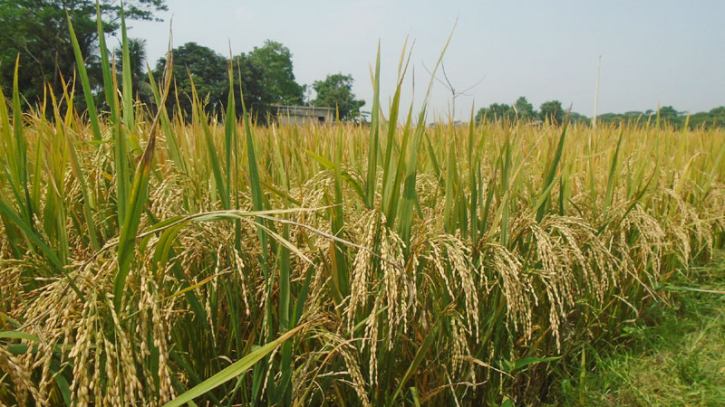 গোপালগঞ্জে আউশের লক্ষ্যমাত্রা ৬ হাজার ২৭৪ মেট্রিক টন গোপালগঞ্জে আউশের লক্ষ্যমাত্রা ৬ হাজার ২৭৪ মেট্রিক টন