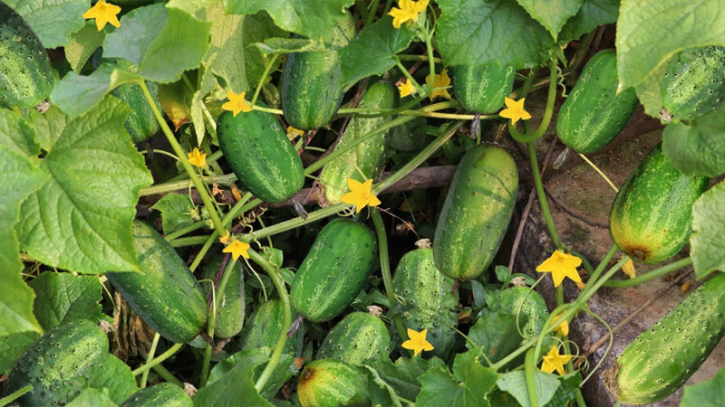 আগাম খিরা চাষ, ভালো চাহিদা পাবেন আগাম খিরা চাষ, ভালো চাহিদা পাবেন
