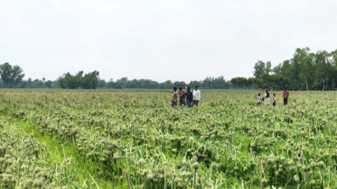 ঠাকুরগাঁওয়ে কালবৈশাখীতে ৬৫ হেক্টর জমির ফসল তছনছ 