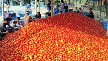 গাবুড়া বাজারে প্রতিদিন আড়াই কোটি টাকার টমেটো বিক্রি