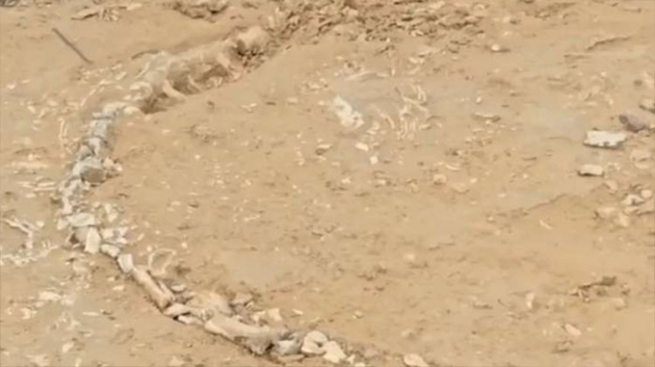 Rare 200-Million-Year-Old Fossil Found in Rajasthan Village Rare 200-Million-Year-Old Fossil Found in Rajasthan Village