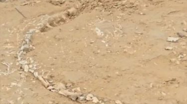 Rare 200-Million-Year-Old Fossil Found in Rajasthan Village