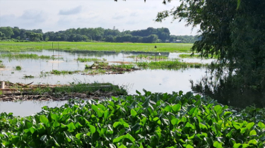 রাজবাড়ীর বসন্তপুরে কৃষি মাঠে জলবদ্ধতা, কৃষকদের দুশ্চিন্তা