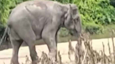 স্থলমাইন বিস্ফোরণে বান্দরবানে বন্য হাতির পা বিচ্ছিন্ন