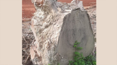 টেন্ডার ছাড়া ছায়াদার ৪০ গাছ বিক্রি, অভিযোগ আওয়ামী লীগ-যুবদল নেতাদের বিরুদ্ধে