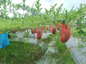লক্ষ্মীপুরে অমৌসুমে মাচায় তরমুজ চাষে সাফল্য, লাভের মুখে কৃষক মোহন