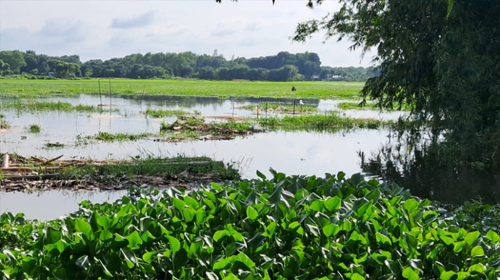 রাজবাড়ীর বসন্তপুরে কৃষি মাঠে জলবদ্ধতা, কৃষকদের দুশ্চিন্তা রাজবাড়ীর বসন্তপুরে কৃষি মাঠে জলবদ্ধতা, কৃষকদের দুশ্চিন্তা