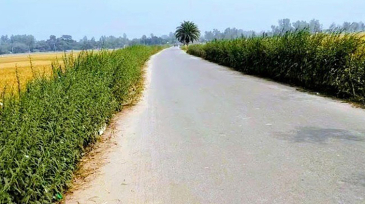 রংপুরে রাস্তার দু’ধারে তিল চাষ হচ্ছে