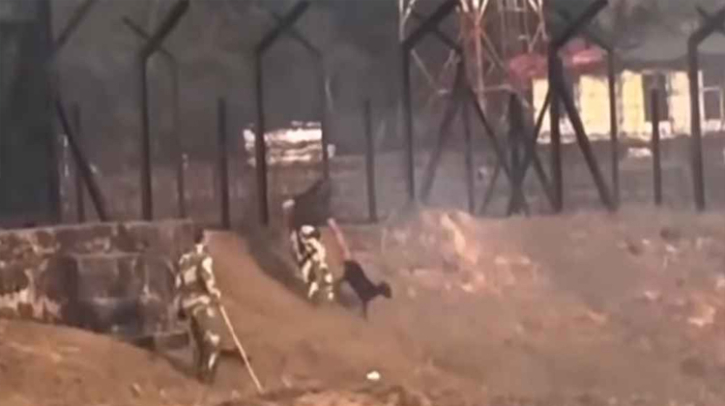 বাংলাদেশ সীমান্ত থেকে বিএসএফ এর ছাগল চুরি, এরপর যা ঘটলো