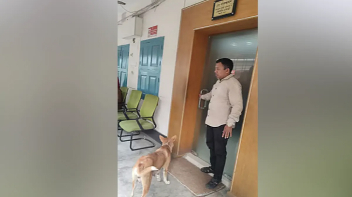 ঈশ্বরদীতে ৮ কুকুরছানা হত্যা, মায়ের করুণ অপেক্ষা