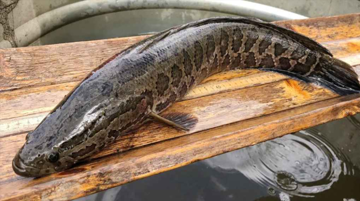 কেন দেখা মাত্রই এই মাছ মেরে ফেলতে হবে: বিশেষজ্ঞদের সতর্কবার্তা