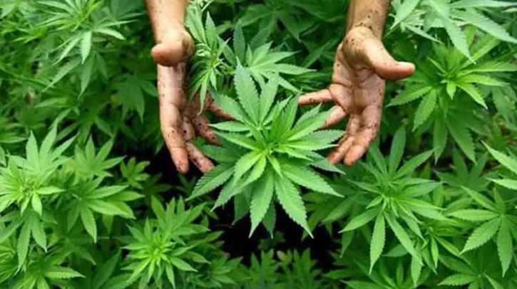 ৪৬ কেজি গাঁজাসহ মন্ত্রীর ভাই গ্রেপ্তার, আদালতে রিমান্ড