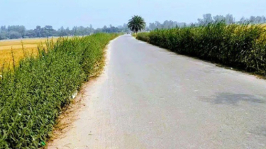 রংপুরে রাস্তার দু’ধারে তিল চাষ হচ্ছে