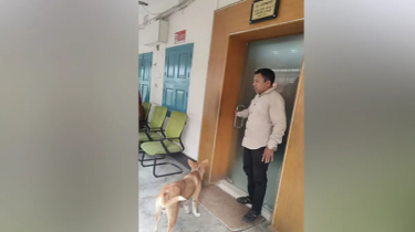 ঈশ্বরদীতে ৮ কুকুরছানা হত্যা, মায়ের করুণ অপেক্ষা ঈশ্বরদীতে ৮ কুকুরছানা হত্যা, মায়ের করুণ অপেক্ষা