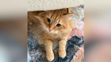 পোষা বিড়াল ‘জেবু’র বেড়ে উঠার গল্প লিখেছেন জাইমা রহমান