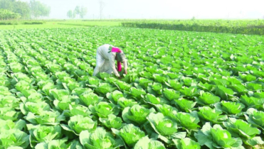 গঙ্গাচড়ায় কৃষিতে আমূল পরিবর্তন, উৎফুল্ল কৃষক গঙ্গাচড়ায় কৃষিতে আমূল পরিবর্তন, উৎফুল্ল কৃষক