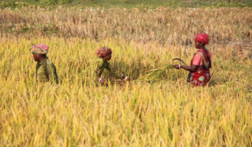 রংপুরে নারী শ্রমিকরা পুরুষের চেয়ে মজুরি পায় অর্ধেক রংপুরে নারী শ্রমিকরা পুরুষের চেয়ে মজুরি পায় অর্ধেক