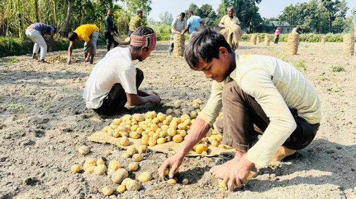 চরম বিপাকে আলু চাষিরা, নেপথ্যে যে কারণ চরম বিপাকে আলু চাষিরা, নেপথ্যে যে কারণ