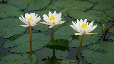 ডোবা থেকে শাপলা তুলতে গিয়ে ভাই-বোনের মৃত্যু 