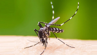 ডেঙ্গুতে আরও ৩ মৃত্যু, হাসপাতালে ভর্তি ৪৯২