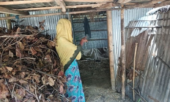 ঘুম থেকে উঠে দেখেন গোয়ালঘর শূন্য!