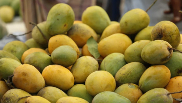 আগামীকাল শুরু হচ্ছে ‘ম্যাঙ্গো ফেস্টিভ্যাল’