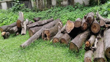 সরকারি গাছ কেটে বিক্রি করলো বনবিভাগের ‘বড় অফিসার’!