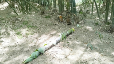 উলিপুরে পূর্ব শত্রুতার জেরে বাঁশ ও করুল ভাংচুরের অভিযোগ