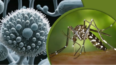 Zika Virus Detected for the First Time in Chattogram, Health Authorities on Alert