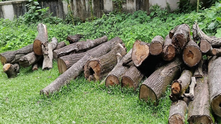সরকারি গাছ কেটে বিক্রি করলো বনবিভাগের ‘বড় অফিসার’! সরকারি গাছ কেটে বিক্রি করলো বনবিভাগের ‘বড় অফিসার’!