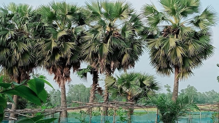 বজ্রপাত থেকে রক্ষা পেতে রোপণ করা তাল গাছের অস্তিত্ব নেই বজ্রপাত থেকে রক্ষা পেতে রোপণ করা তাল গাছের অস্তিত্ব নেই