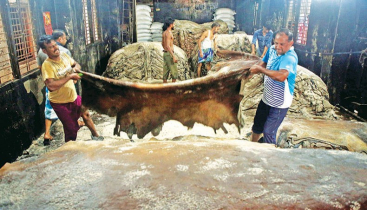 বাংলাদেশেই বছরে ১৫০০ কোটি টাকার চামড়া আমদানি