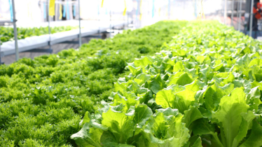 Small Nursery Entrepreneur Revolutionizes Lettuce Supply for Chinese Restaurants in Barisal