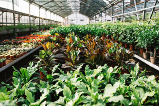 Successful Entrepreneur Transforms Local Economy Through Nursery In Gazipur