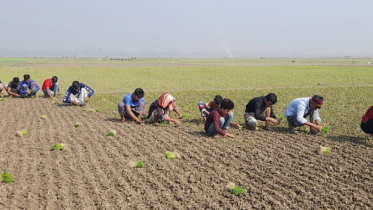Faridpur Emerges as a Key Hub for Onion Cultivation in Bangladesh