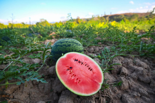 Watermelon Cultivation Booming Across Bangladesh with Rising Farm