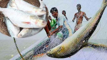 মধ্যরাতে শেষ হচ্ছে ইলিশ শিকারের নিষেধাজ্ঞা