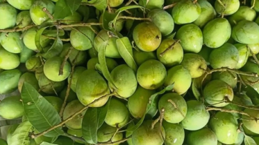 বাজারে এলো হাড়িভাঙ্গা আম, ১৫০ কোটি টাকার ব্যবসার আশা