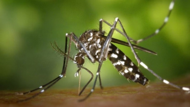 দেশে ডেঙ্গুতে একদিনে ৫ জনের মৃত্যু