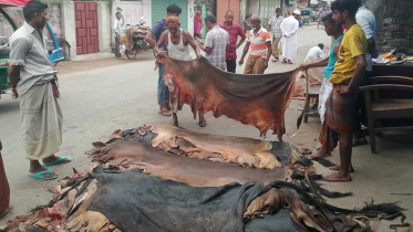 সরকারের বেঁধে দেওয়া দামের ছোঁয়া লাগেনি রংপুরের চামড়ার বাজারে