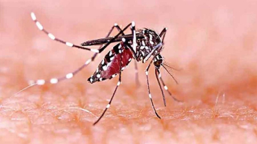 ডেঙ্গুতে একদিনে আরও ২৪৪ জন আক্রান্ত 