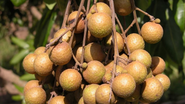 যেসব রোগের উপশম করে আঁশফল 