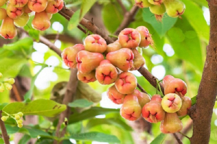 জামরুল ডায়াবেটিস নিয়ন্ত্রণে কতটা উপকারী