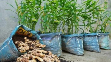 Potential and Nutritional Value of Ginger Cultivation in Bangladesh