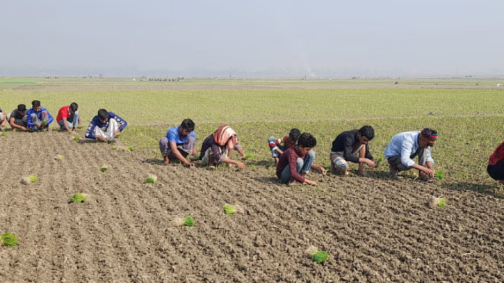 Faridpur Emerges as a Key Hub for Onion Cultivation in Bangladesh Faridpur Emerges as a Key Hub for Onion Cultivation in Bangladesh