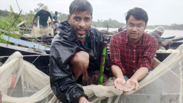 হালদায় ডিম ছেড়েছে মা মাছ