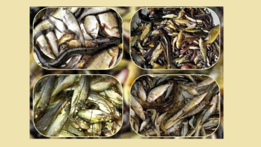 রংপুর অঞ্চলে হারিয়ে যাচ্ছে দেশী জাতের মাছ