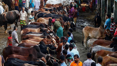 আফতাবনগরে গরুর হাট বসবে না: হাইকোর্ট
