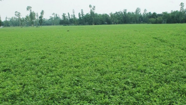 তিস্তার চরে বেড়েছে বাদামের চাষ